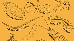 Приставка 